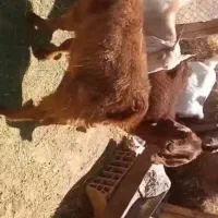 همش ۱۷۰ میلیون