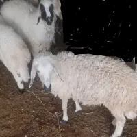 گوسفند
