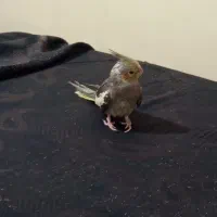 باسلام جوجه عروس