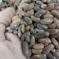 بذر لوبیا سبز