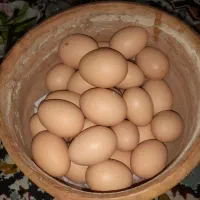 تخم مرغ تازه نطفه دار لهستانی، برهما پاتریج، گلین