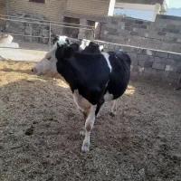 دو عدد تلیسه زیر بر نمونه