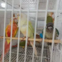 مونچیک سانچیک و ردچیک تراکیوس و آناناسی