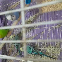 مرغ عشق ۲جفت باهم