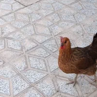 مرغ تخم گذار بومی