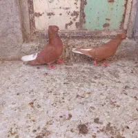 کفتر|پرنده|شیروان (خراسان), |دیوار