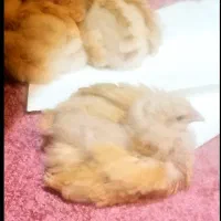 جوجه مرغ اورپینگتون
