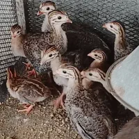 جوجه مرغ شاخدار یک ماهه