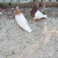 کبوتر کله زرد سوسگی گرگی کشمشی