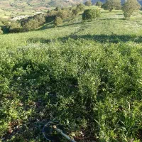 گزره (سوزه) فروشی