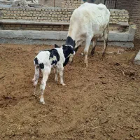 گاوشیری شکم اول همراه باگوساله نر