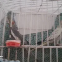 دو جفت عروس هلندی سالم ودستی