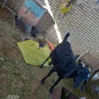 بز ماده معاوضه هم دارم
