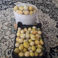 آلو بخارا