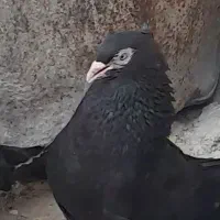 ۲عدد کبوتر سیاه ابادانی