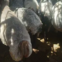 میش چاق|حیوانات مزرعه|سروستان, |دیوار