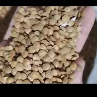 عدس تناژ بالا
