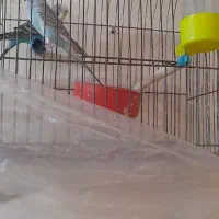 مرغ عشق