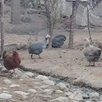 مرغ ،خروس ،غو غاز اصل،اوردک، مرغ شاخ دار