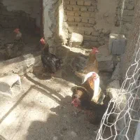 مرغ و خروس
