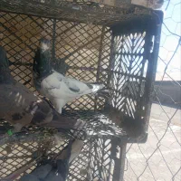 کبوتر غریب گیری