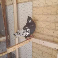 دو عدد کبوتر نر
