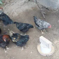 ۳عدد خروس بلک استار  یک عدد آمروک ۴ماهه