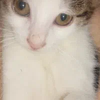 بچه گربه سه ماهه