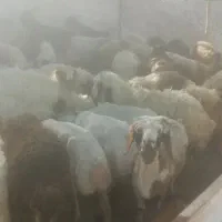 گوسفند زنده کهره بره