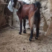 تروشت