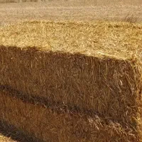 کاه پرس بسته بندی کلش  کیلو ۵هزار و پونصد