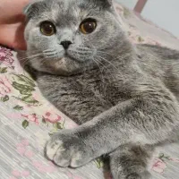 گربه اسکاتیش