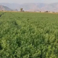 زمین کشاورزی