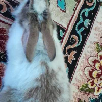 خرگوش