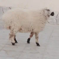بره‌نر