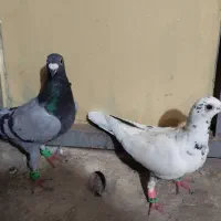 کبوتر