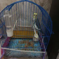 عروس هلندی