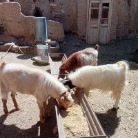 چبش