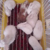 بچه خرگوش نیوزلندی