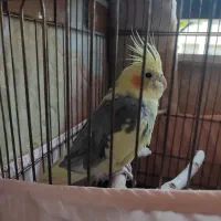 عروس هلندی ماده