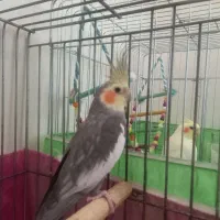 یک جفت عروس هلندی بالغ