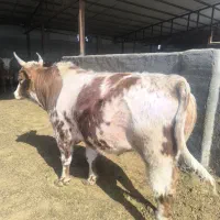 گوساله چاق|حیوانات مزرعه|جوادآباد, |دیوار