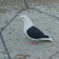 نر دوکت سیاه قاب