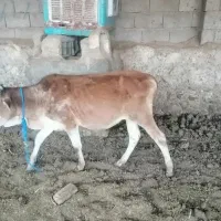 گوساله پرواری