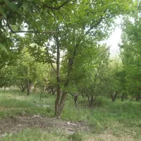 کوخدان