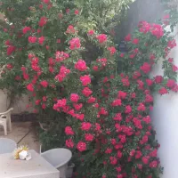 300-متر-زمین-داخل-عباس-آباد-علاقمند-داخل-کمربندی