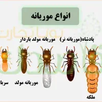 سم پاشی موریانه زدایی تخصصی و تضمینی