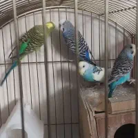 مرغ عشق|پرنده|اصفهان, خوراسگان|دیوار