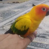 طوطی خورشیدی دستی
