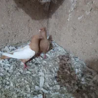 سینه زرد نرماده